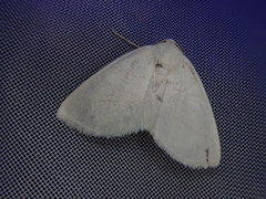 Parabapta clarissa