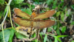 Neurothemis manadensis