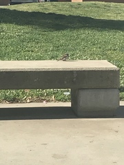 Passer domesticus