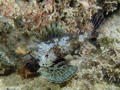 Dendrochirus barberi