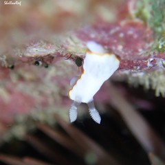 Goniobranchus verrieri