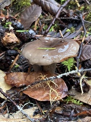 Lactarius pseudomucidus