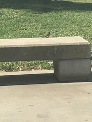 Passer domesticus