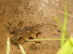 Occidozyga lima