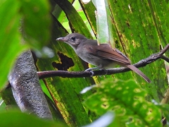 Sangihe Whistler photo 1