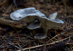 Lactarius pseudomucidus