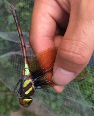 Anaciaeschna martini