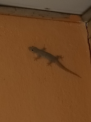 Hemidactylus platyurus