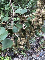 Mallotus paniculatus formosanus