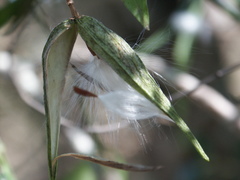 Secamone elliptica