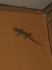 Hemidactylus platyurus