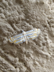 Parapoynx villidalis