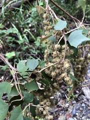 Mallotus paniculatus formosanus