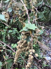 Mallotus paniculatus formosanus