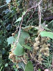 Mallotus paniculatus formosanus