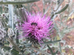Cirsium occidentale