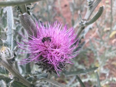 Cirsium occidentale