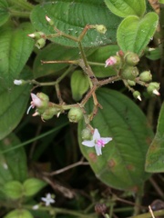 Marcetieae