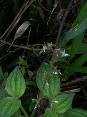 Marcetieae
