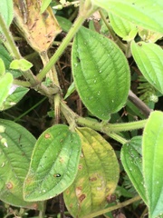 Marcetieae