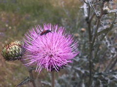 Cirsium occidentale