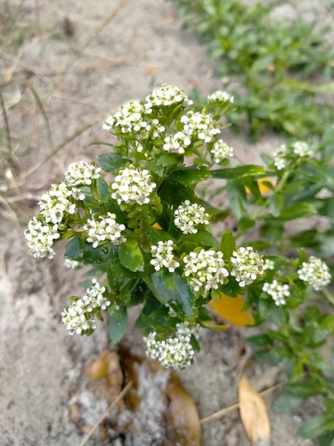 Image of Lepidium juvencum by (c) John Barkla, some rights reserved (CC BY)