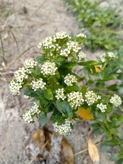 Lepidium juvencum