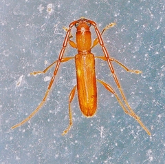 Heterachthes quadrimaculatus