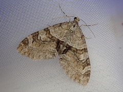 Trichopteryx terranea