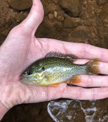 Lepomis gibbosus × cyanellus