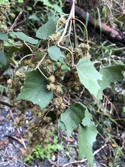Mallotus paniculatus formosanus