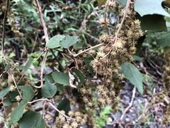 Mallotus paniculatus formosanus