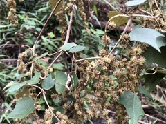 Mallotus paniculatus formosanus