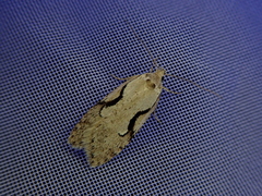 Semioscopis japonicella