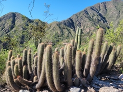 Trichocereus strigosus
