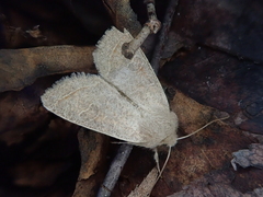 Orthosia paromoea