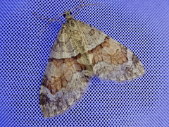 Trichopteryx terranea