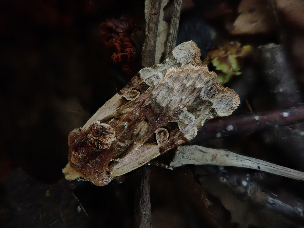 Teratoglaea pacifica
