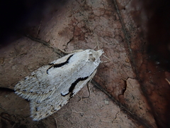 Semioscopis japonicella