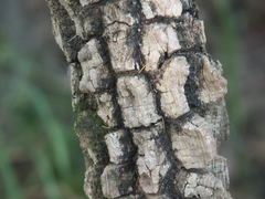 Secamone elliptica