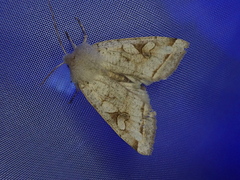 Orthosia evanida
