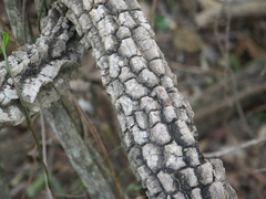 Secamone elliptica