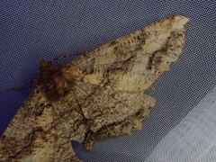 Cryptochorina amphidasyaria