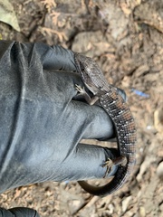 Elgaria multicarinata