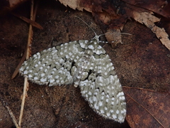 Trichopteryx grisearia