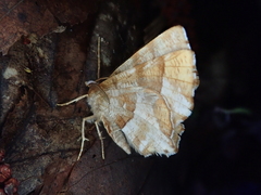 Selenia adustaria