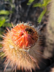 Trichocereus strigosus