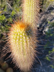 Trichocereus strigosus