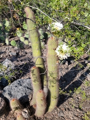 Trichocereus strigosus