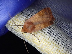 Diarsia deparca